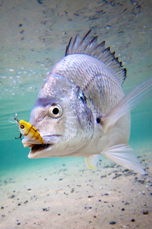 Fisho photographer snaps up award